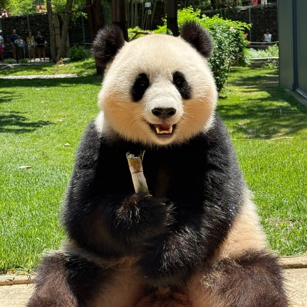 Giant panda Qing Bao eating bamboo at the Smithsonian's National Zoo.