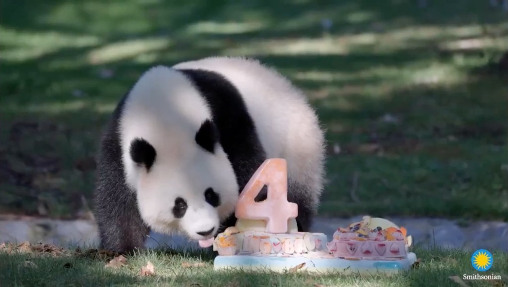 Panda eating a birthday cake.