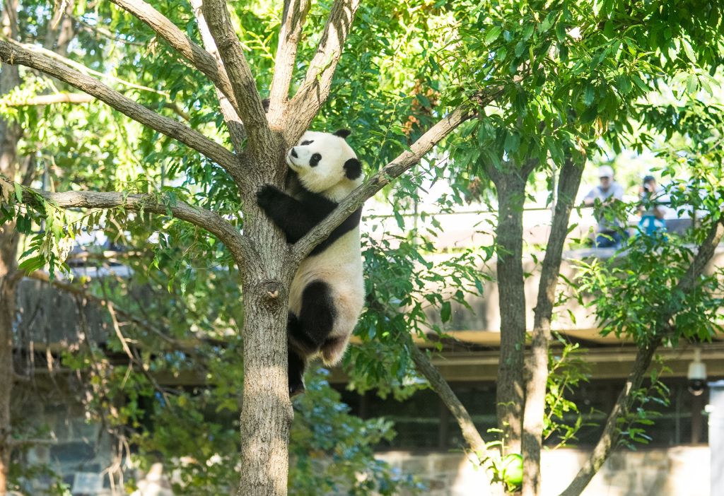 Giant panda climbing a tree.