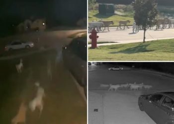 Roaming pack of wild dogs terrorizes Texas city: ‘I don’t want my children to be that dog food’