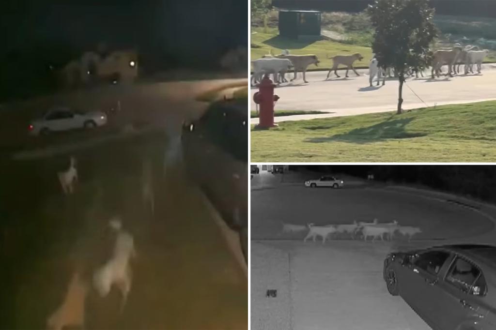 Roaming pack of wild dogs terrorizes Texas city: ‘I don’t want my children to be that dog food’