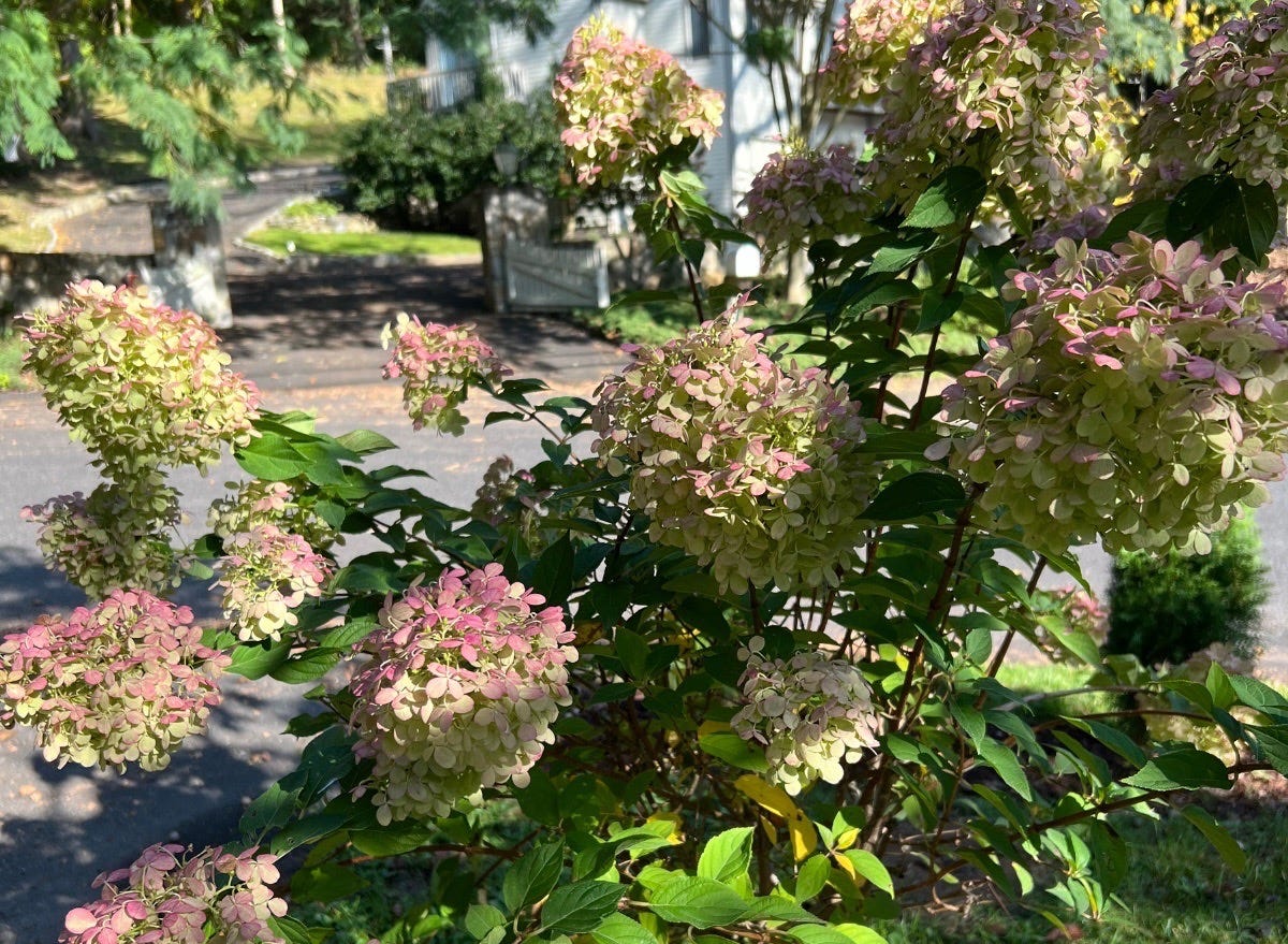 Hydrangeas