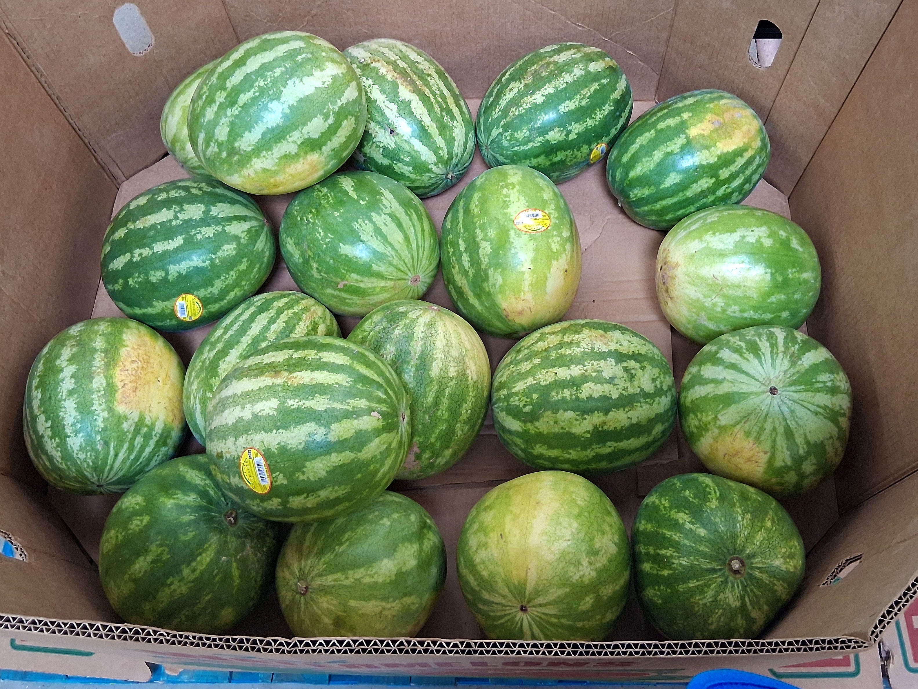 Watermelons in a cardboard box.