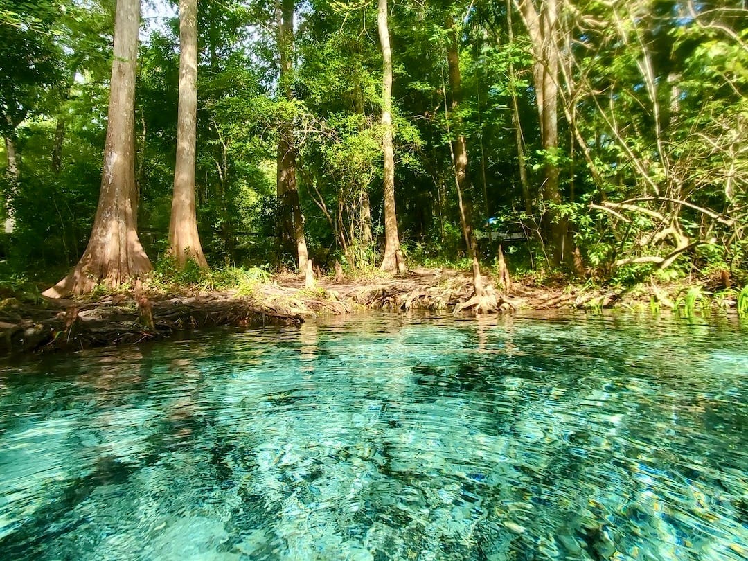 Florida springs, with crystal blue water and green trees.