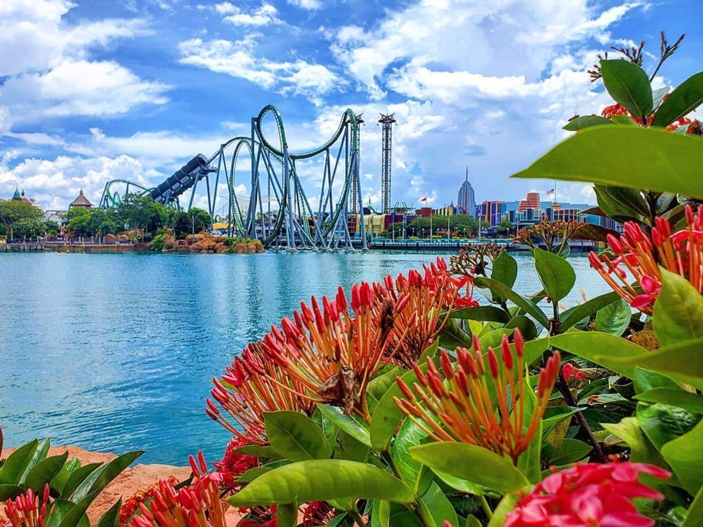 A flower bush with a theme park rollercoaster in the distance.