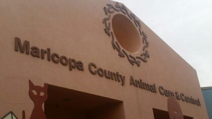 Woman charged with felony for threatening arson and murder of animal shelter employees