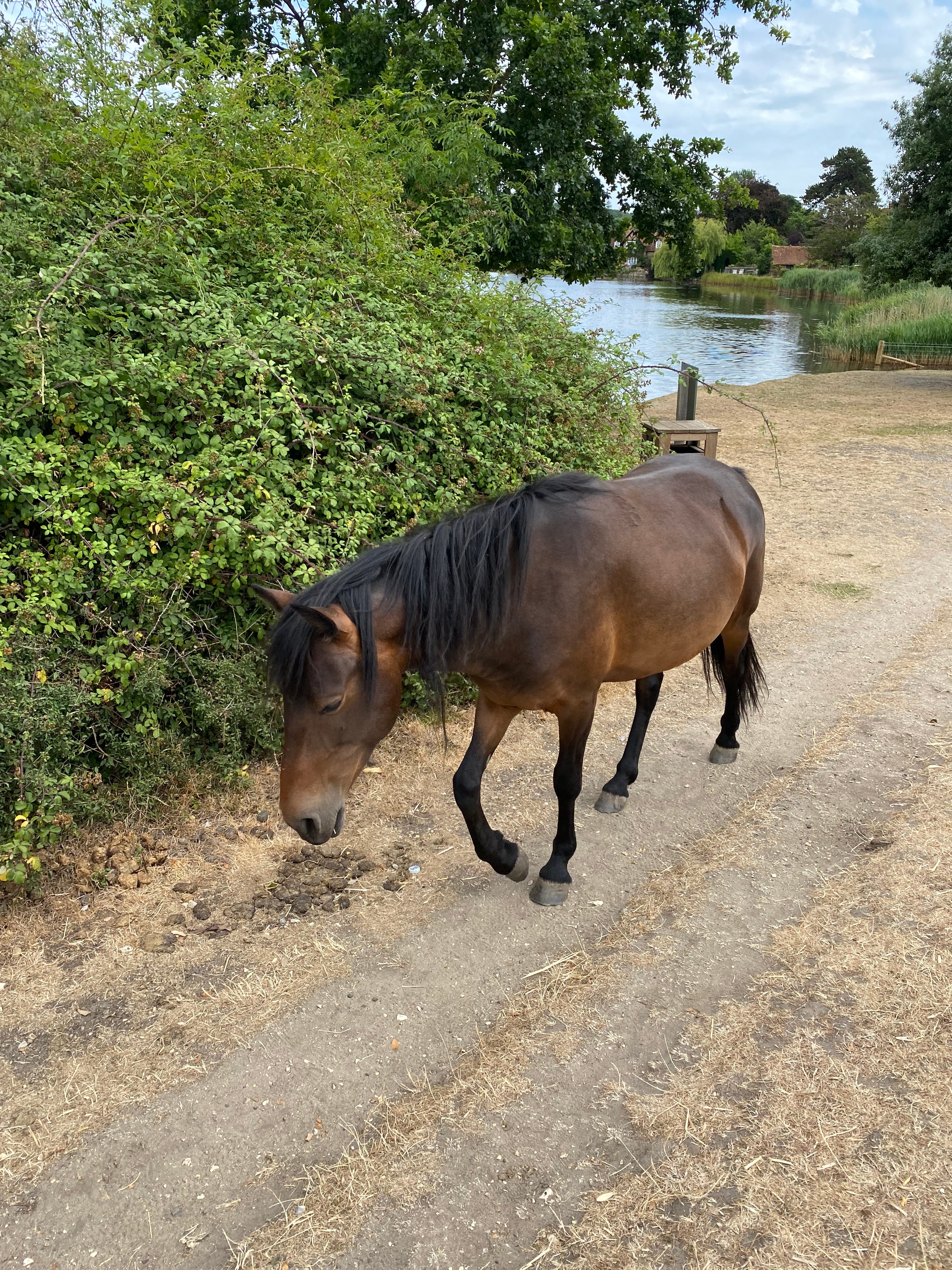 A wild pony in the New Forest.