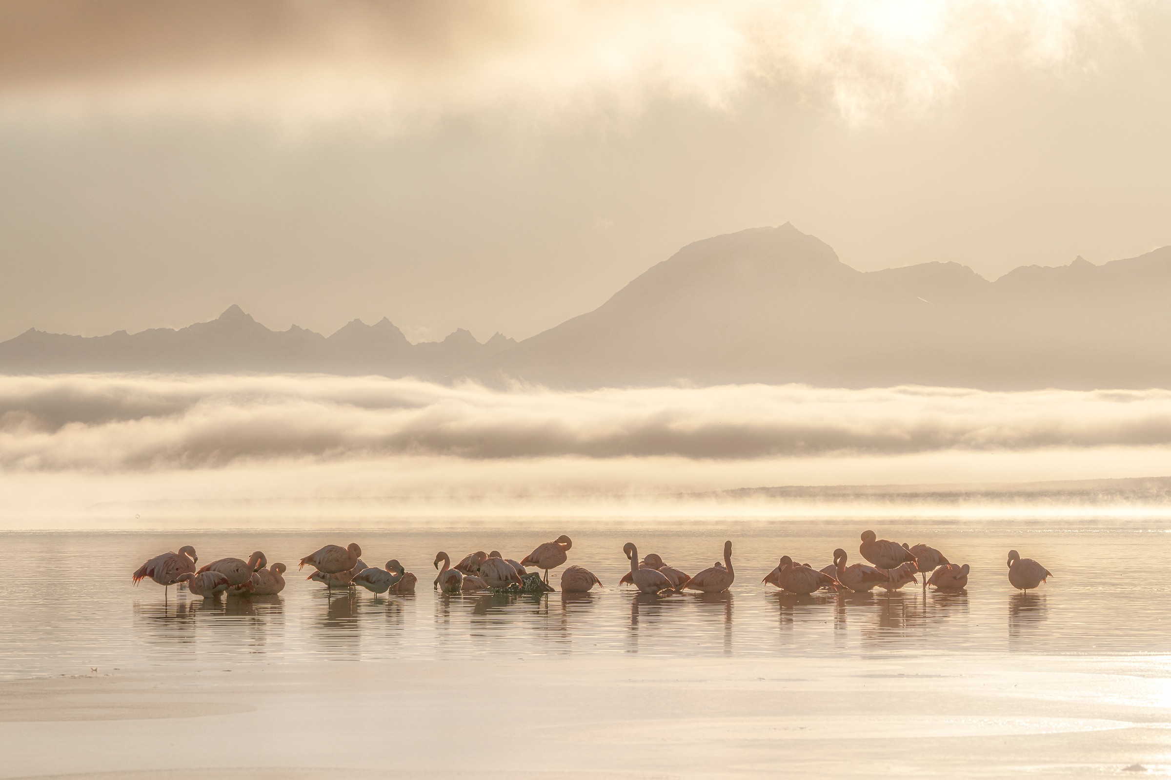 A flock of about 30 flamingos rest in shallow water, with fog and mountains visible in the distance.