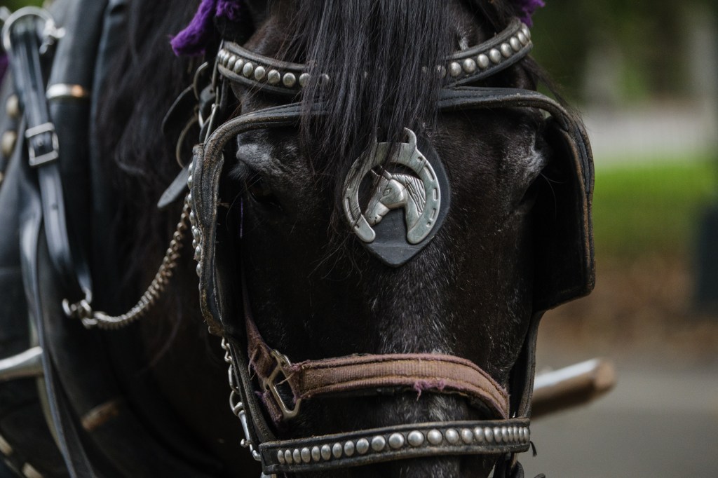 Close-up of a black horse's face wearing a harness.