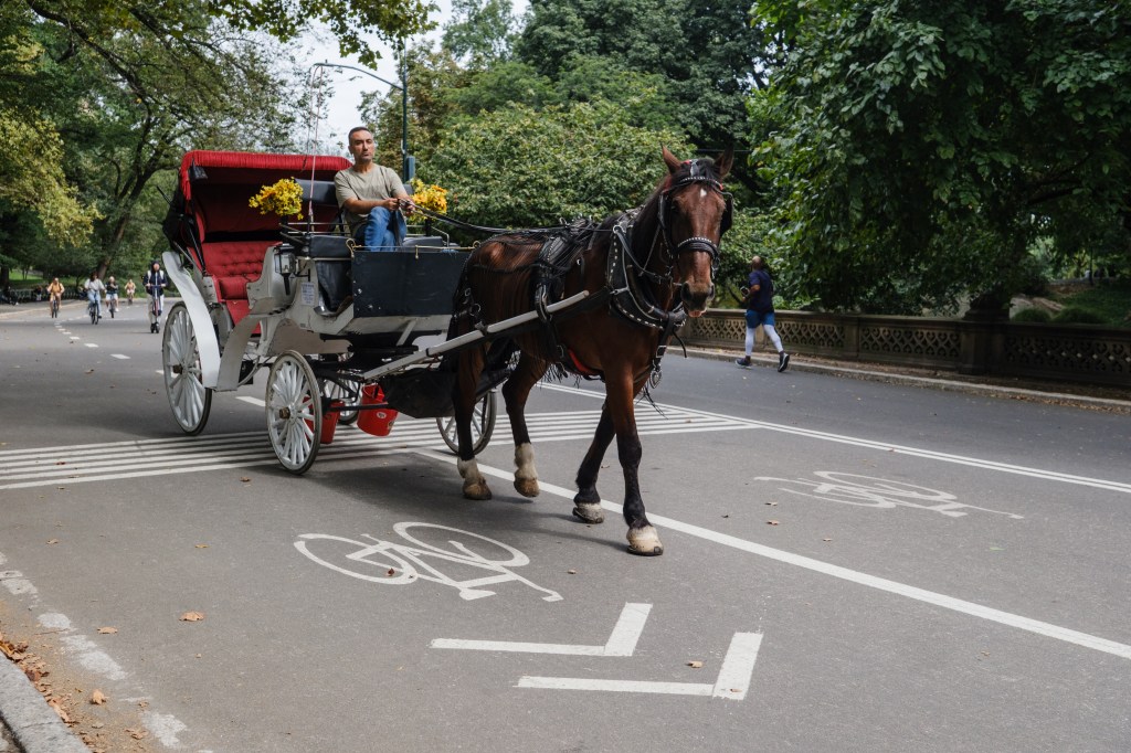Horse-drawn carriage in Central Park.