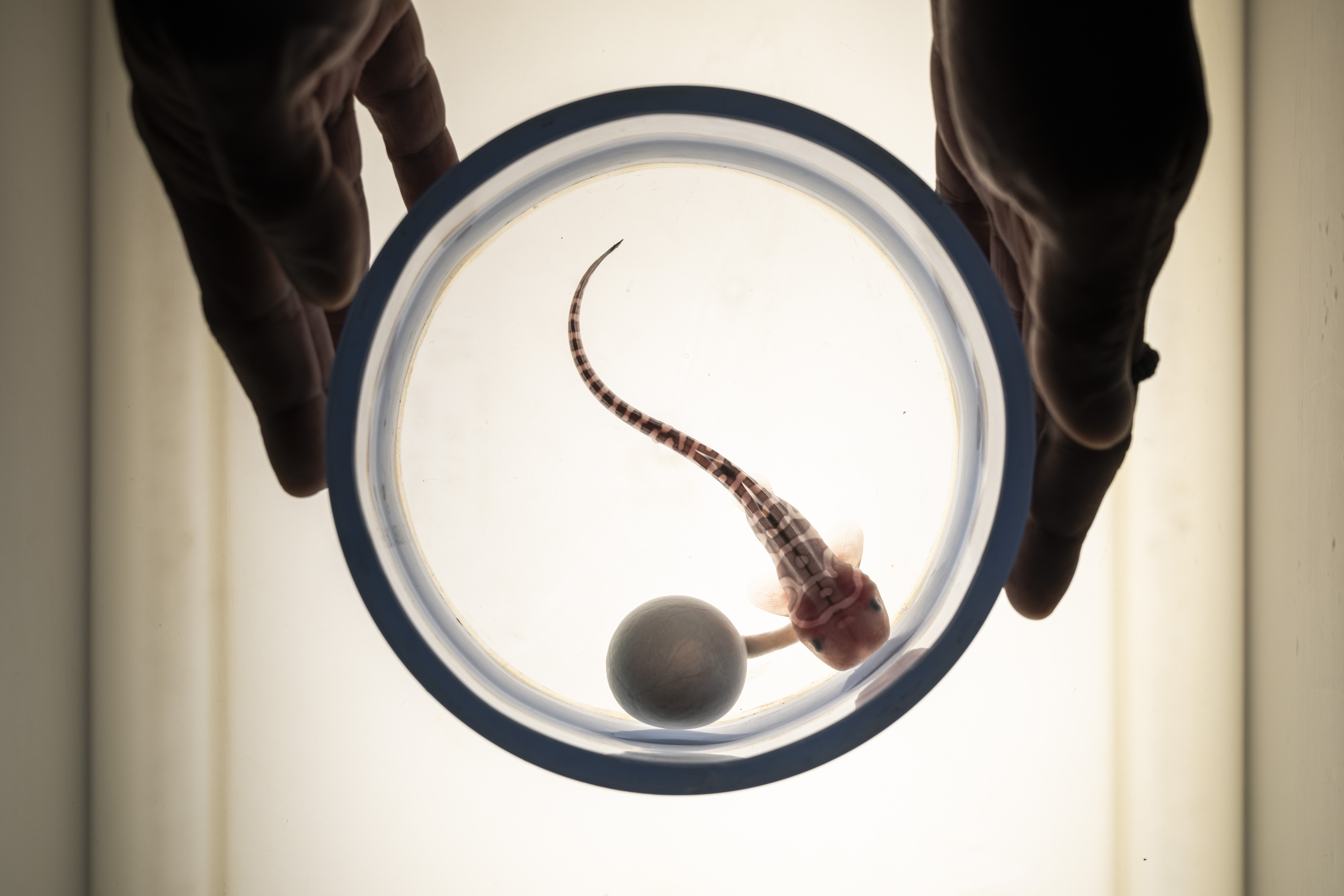 An overhead view of somebody's hands holding a jar with a baby leopard shark inside