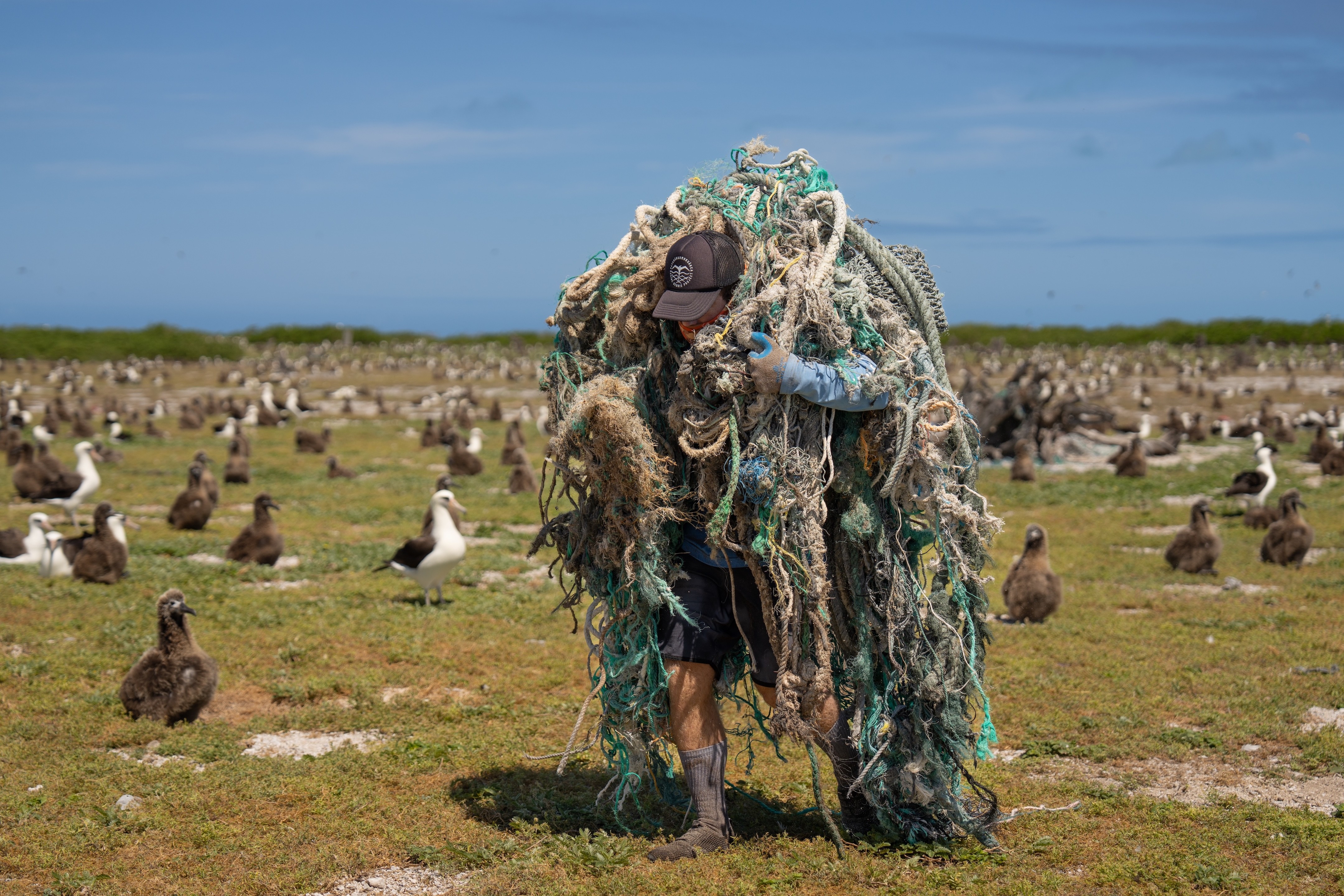 A person carries a pile of broken ropes and fishing nets on their shoulders, walking past many nested birds on flat ground.