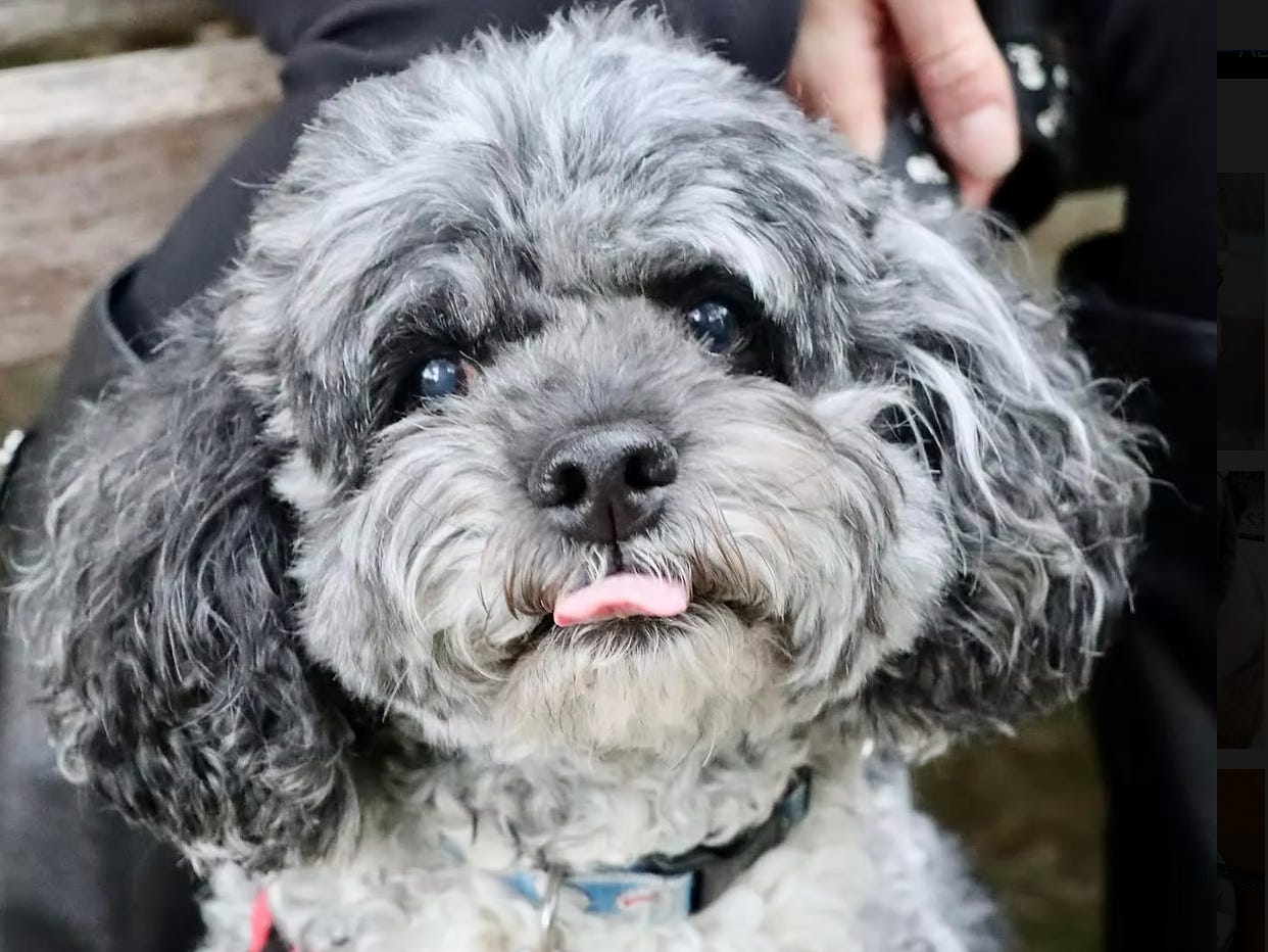 A portrait of a dog with grey fur and a red leash.