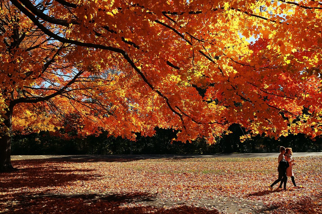 Two people walking in Prospect Park, Brooklyn, under a tree with vibrant autumn leaves.