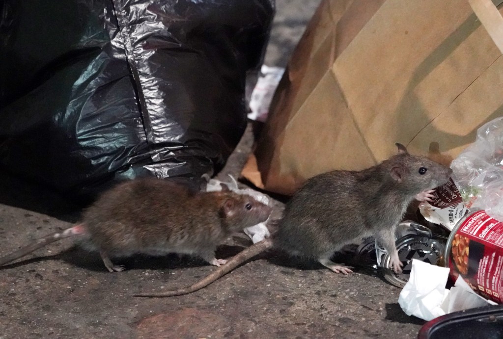 Two rats on a city sidewalk next to a black garbage bag and another rat digging through trash.