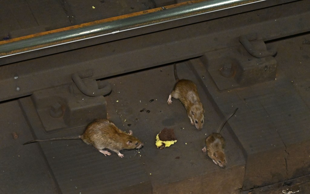Three rats on subway tracks with crumbs.