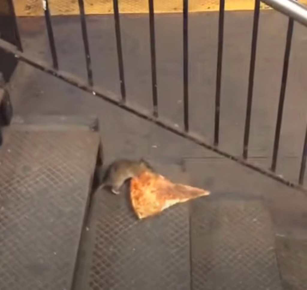 A rat dragging a slice of pizza down subway stairs.