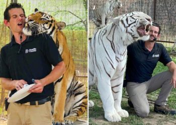Tiger handler and ‘Joe Exotic associate’ fatally mauled at Oklahoma preserve