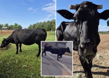 Runaway cow dubbed ‘Mootilda’ gains cult following after crowdfunded  rescue from Arizona slaughterhouse