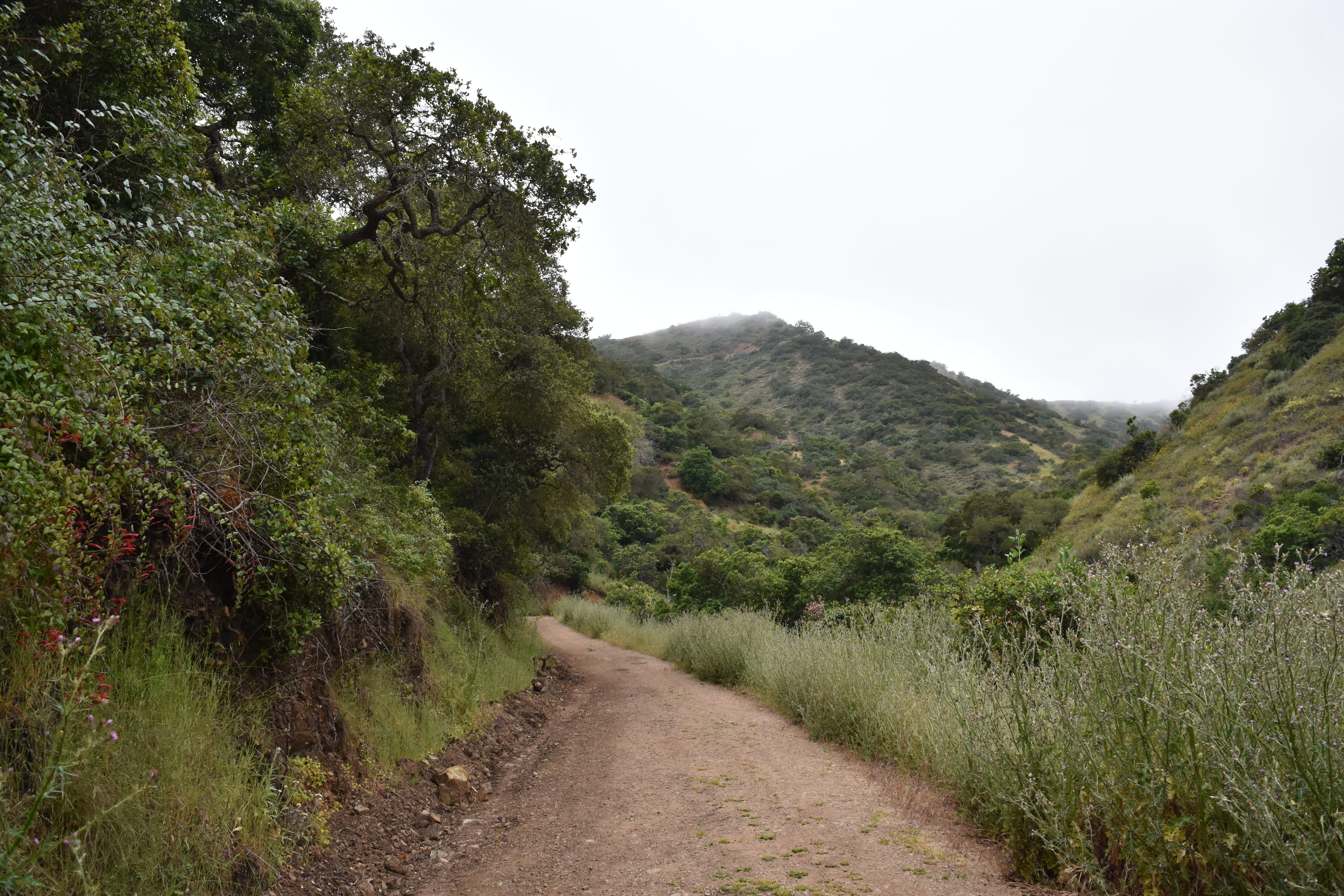 Avalon Canyon Road on Catalina Island.