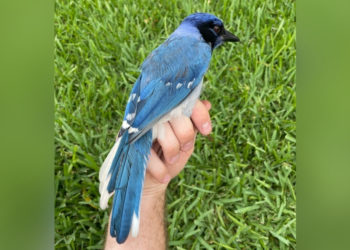 A New Bird Just Appeared in Texas—and That’s Not a Good Thing
