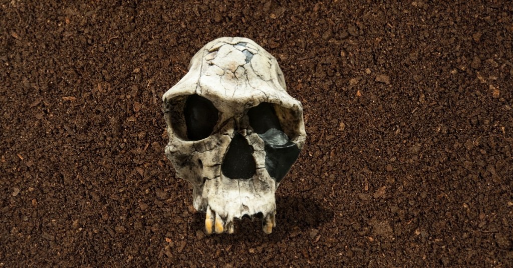 Early Humans Sure Did Get Eaten By Leopards A Lot