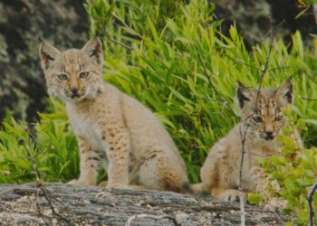 Limonero Films Goes Into The Wild; Paramount+ Renews ‘The Crow Girl’; First Sales For ‘The Hack’ – Global Briefs