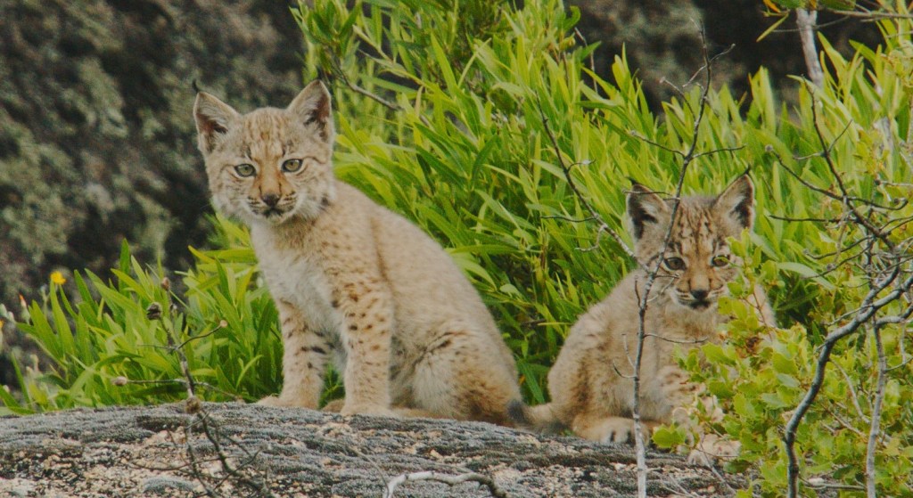 Limonero Films Goes Into The Wild; Paramount+ Renews ‘The Crow Girl’; First Sales For ‘The Hack’ – Global Briefs