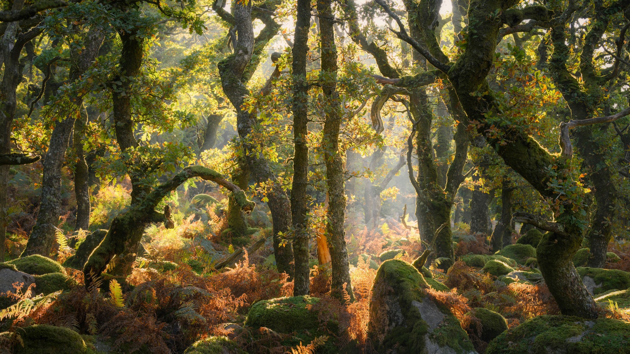 Sunlight streams through gaps in a forest filled with twisted and moss-covered trees, ferns, and large stones.