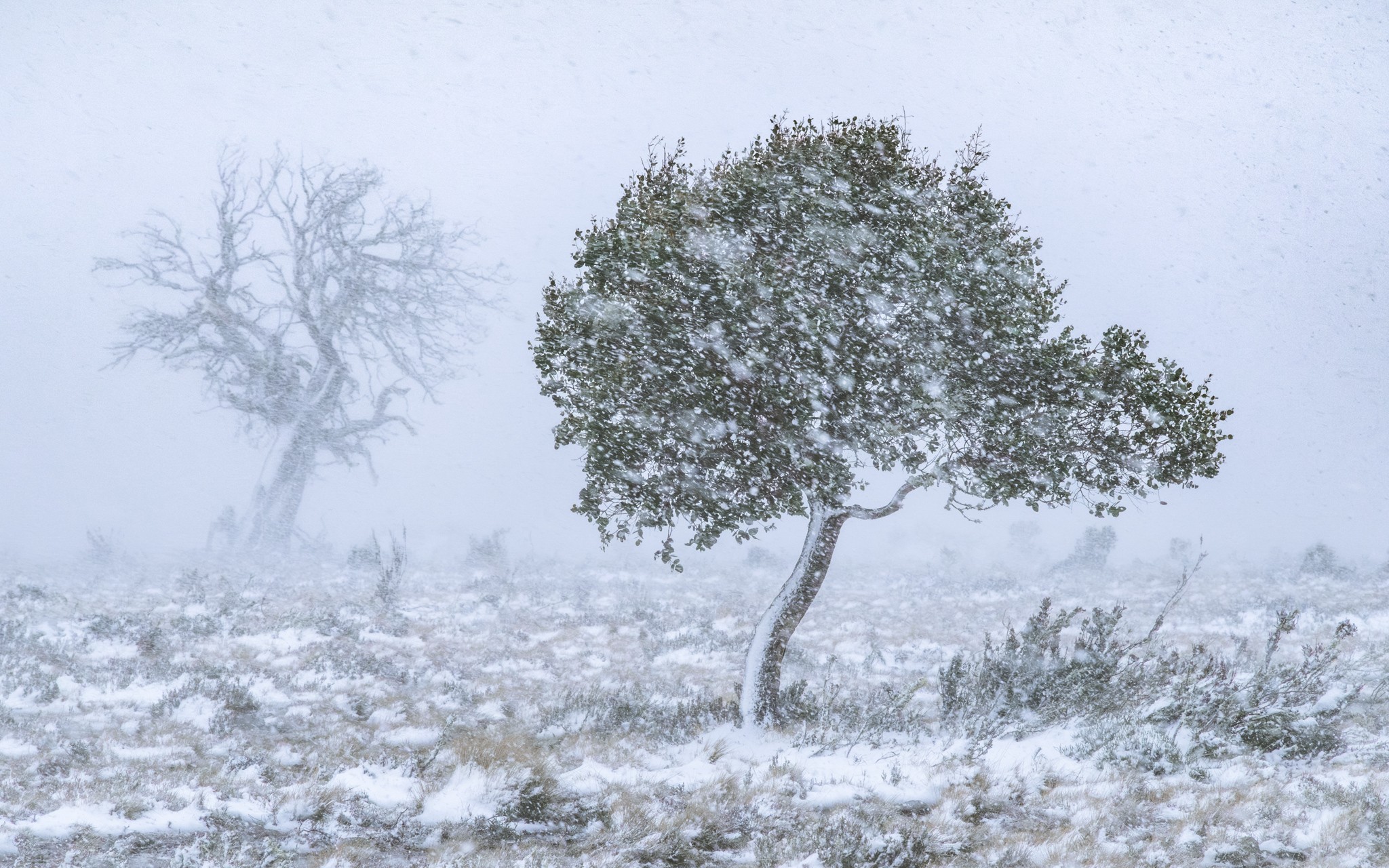 Two trees stand in a snowy and windswept field during a winter storm.