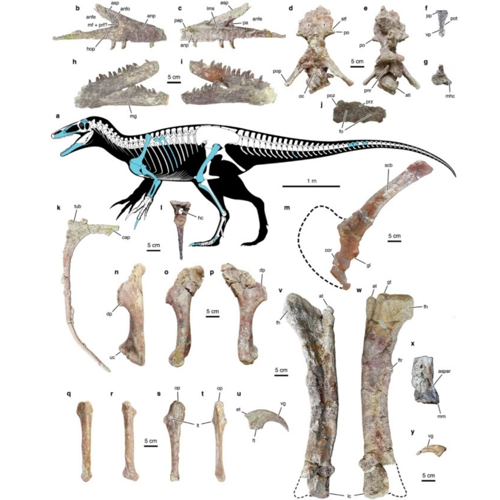 Newly Discovered Megaraptor Died With An Ancient Crocodile In Its Mouth