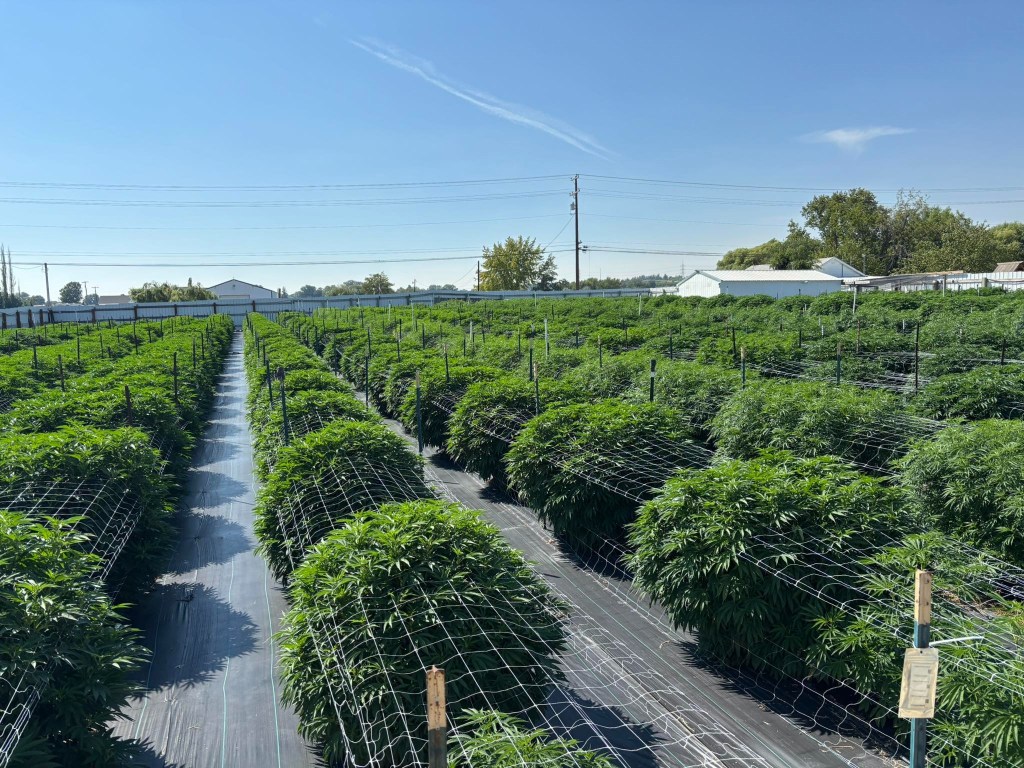 A large cannabis farm under a clear blue sky.