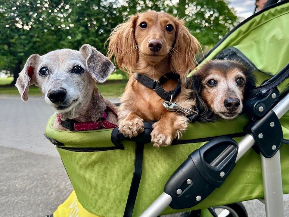 Three daschunds in a stroller