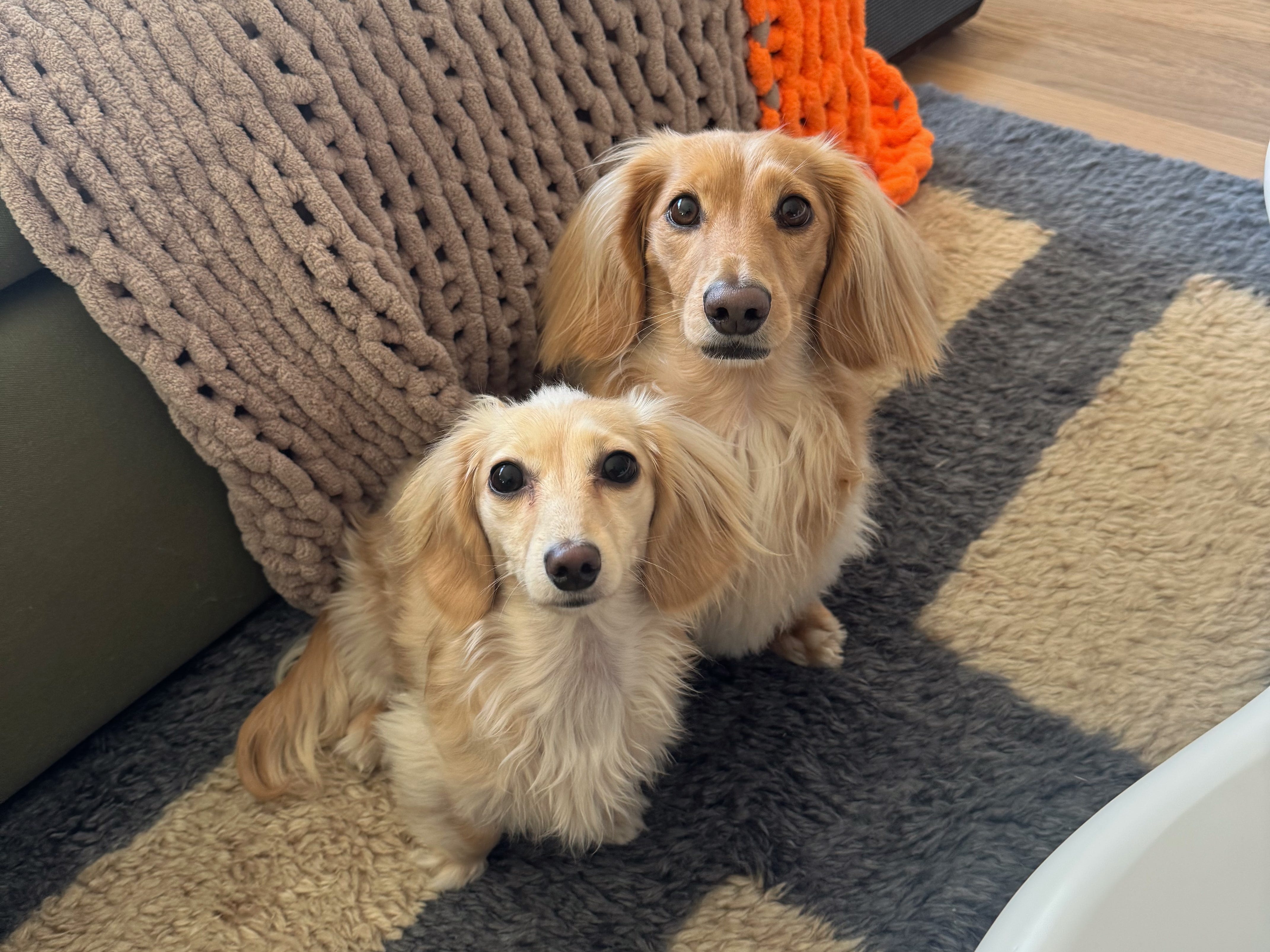 Two long-haired daschunds with light yellow fur staring at camera