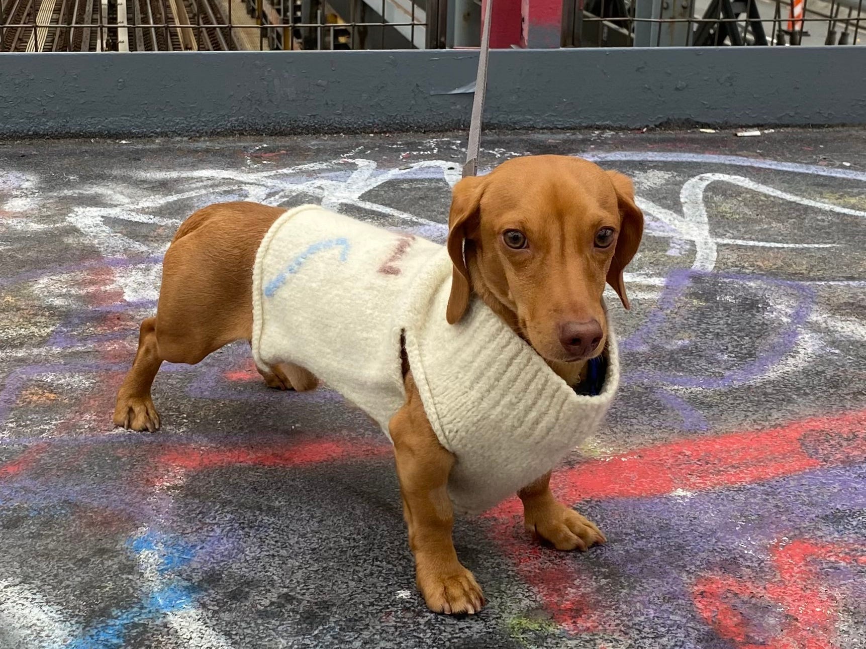 Daschund wearing sweater standing on graffiti-covered concrete