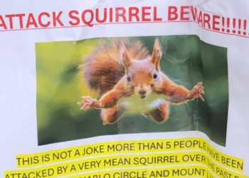 ‘Attack Squirrel’ on the Loose in California Sent at Least Two People to the ER