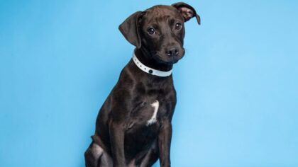 Arizona Humane Society receives 400-500 pet surrenders per month: Here's how you can get help