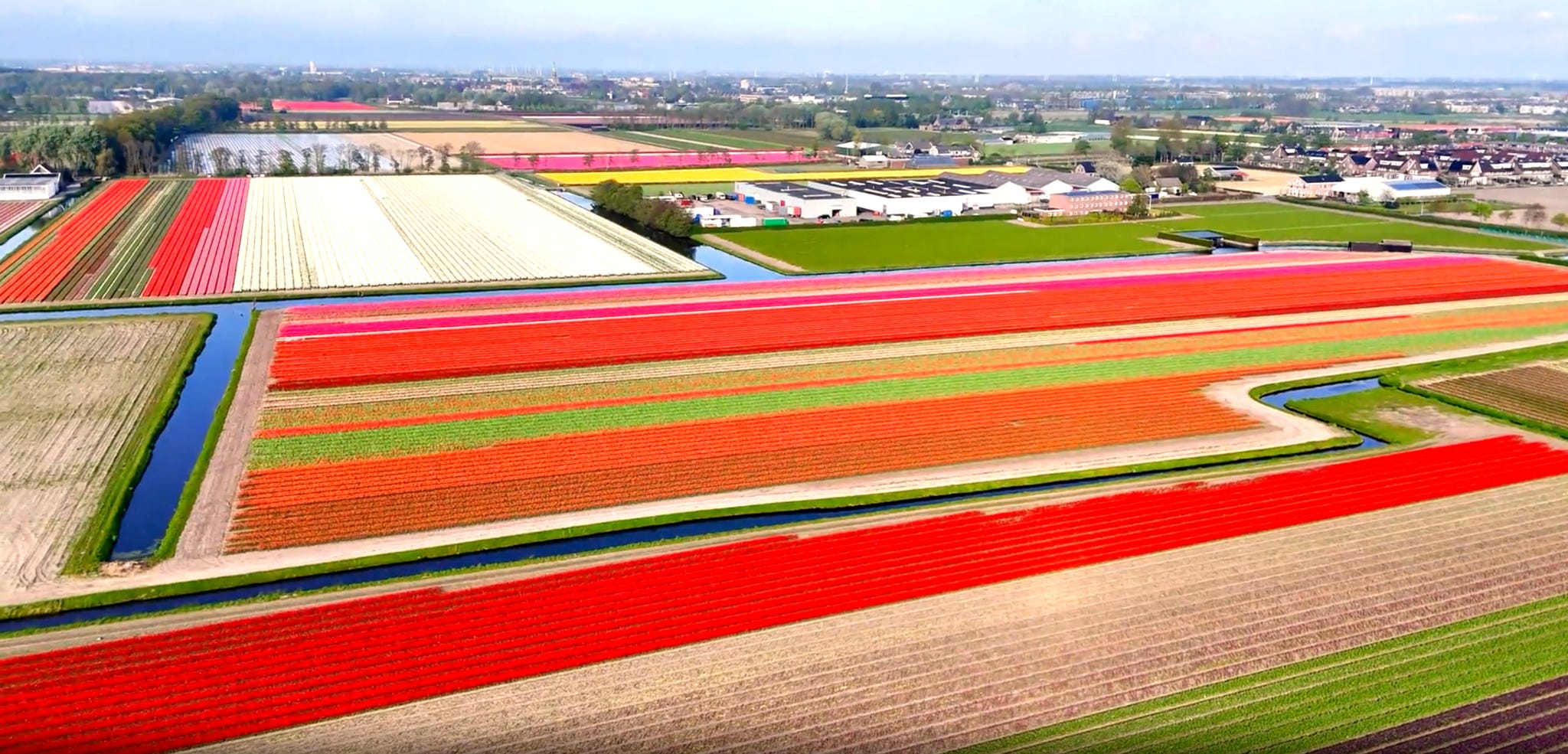 colorful crop fields in the netherlands