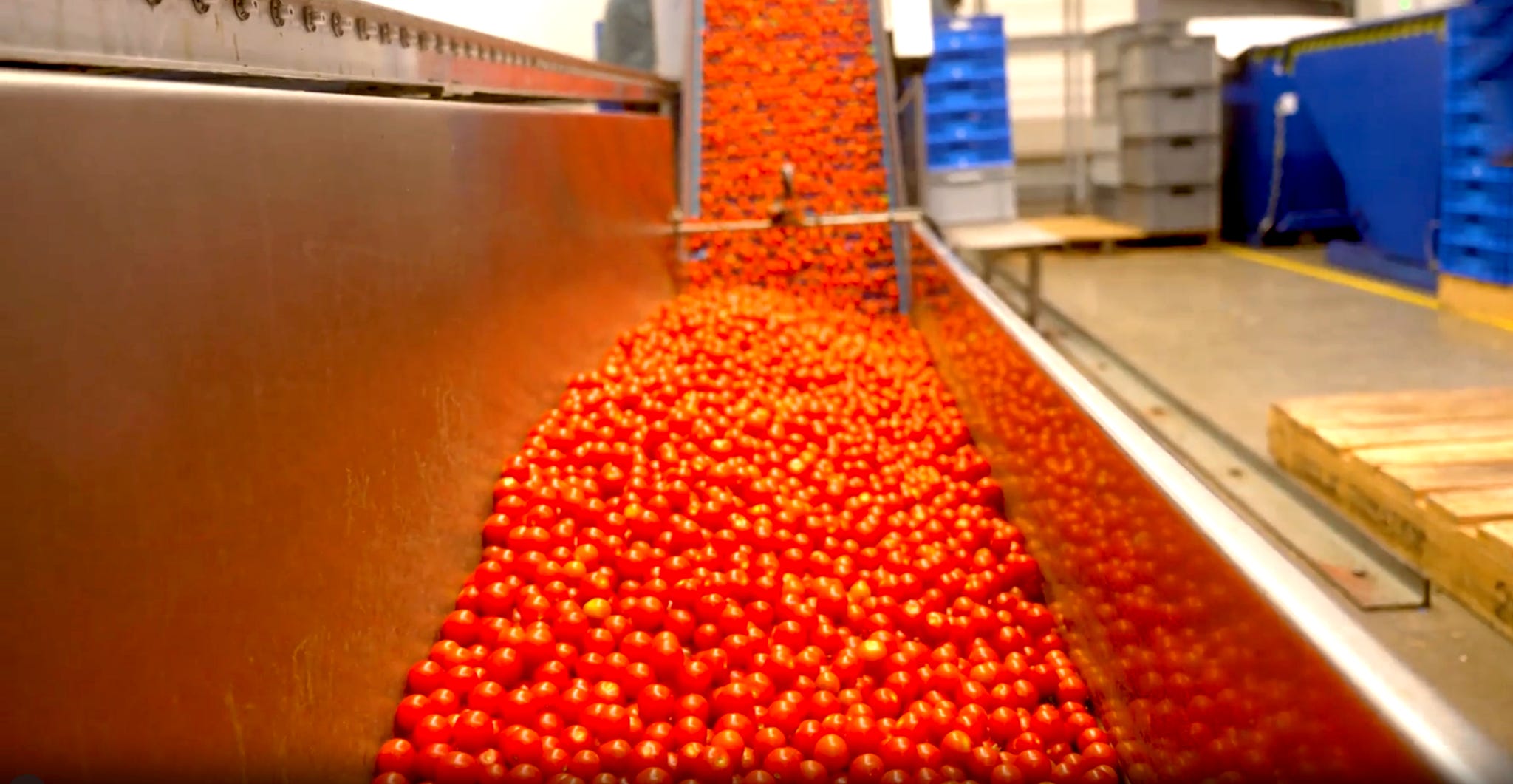 A large amount of tomatoes at a processing plant.
