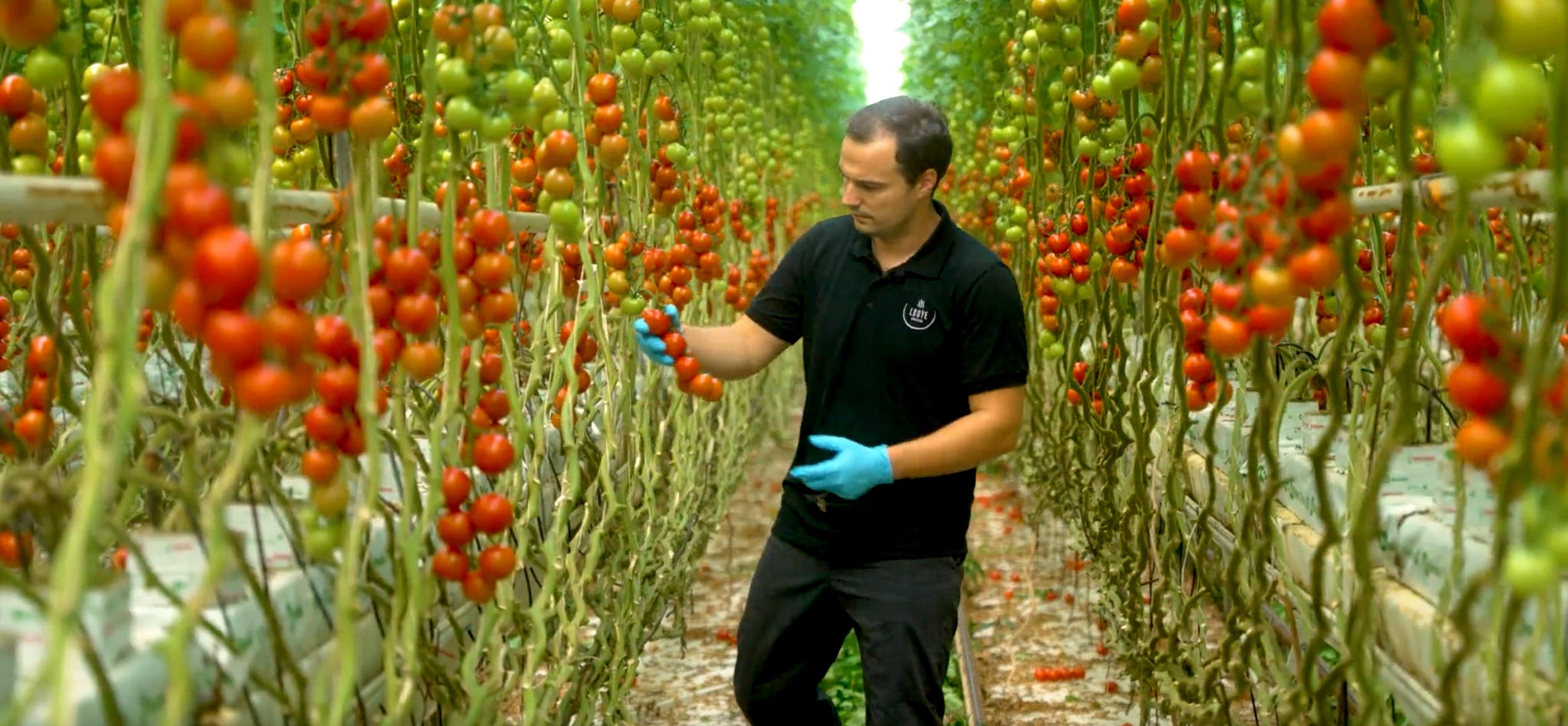 man in netherlands greenhouse surrounded by ripe red tomatoes
