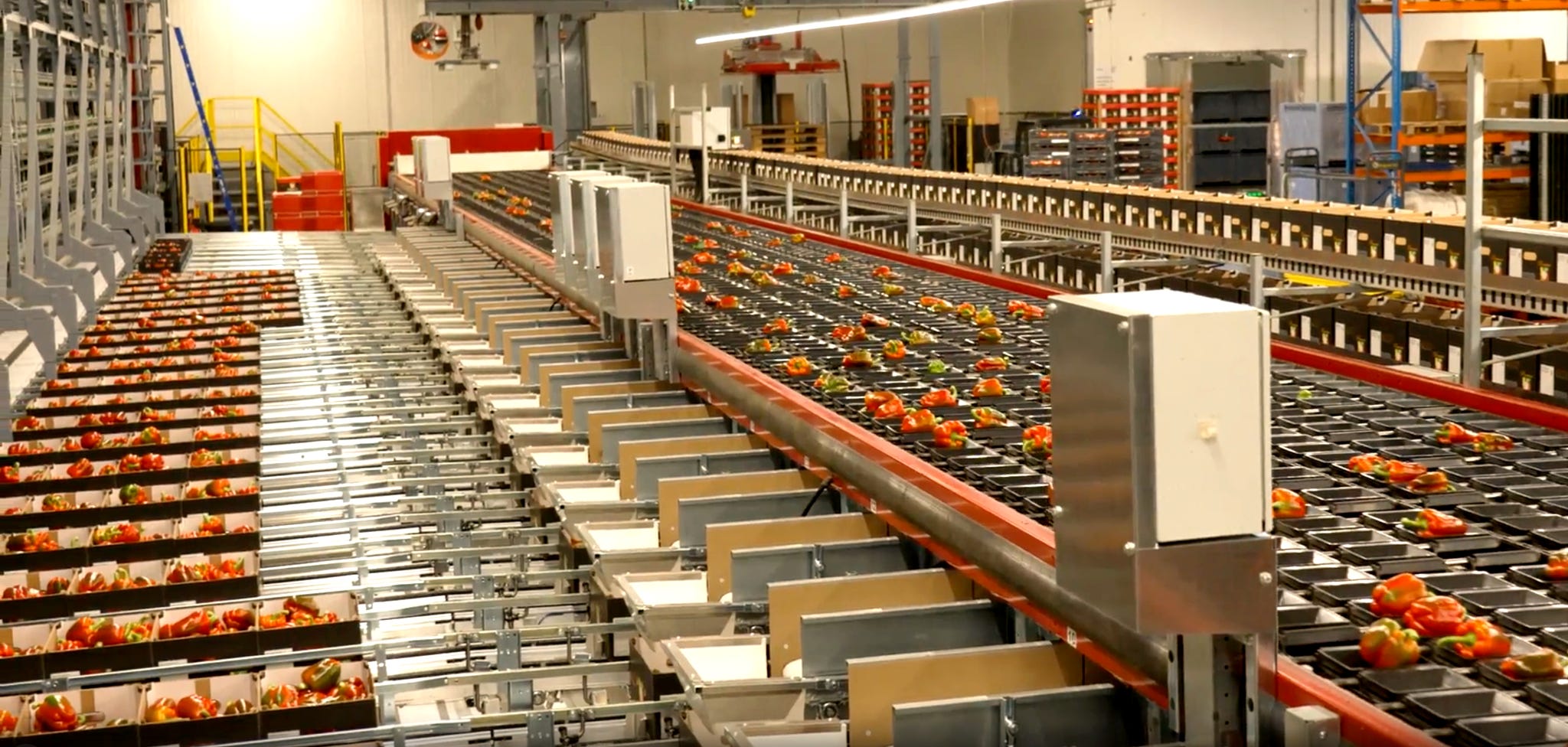 processing plant full of red peppers