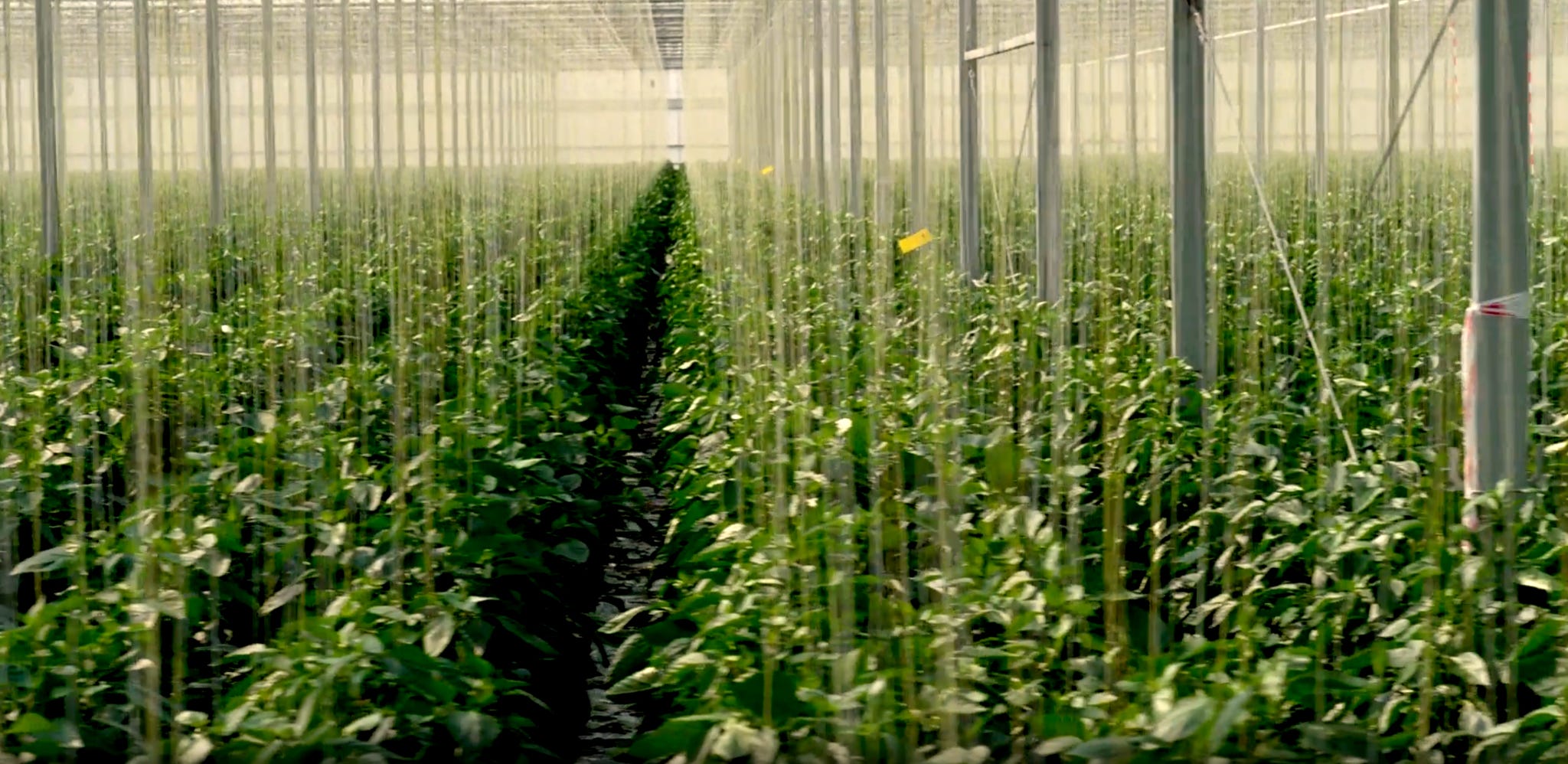rows of red pepper plants inside a greenhouse
