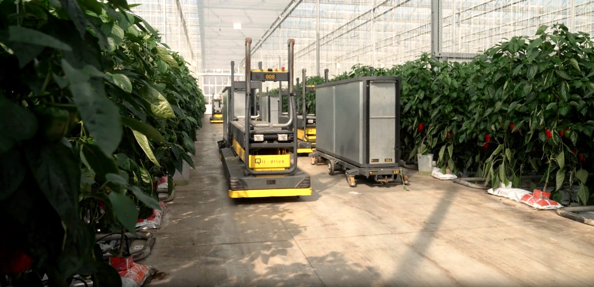 yellow carts without drivers inside of a greenhouse in the netherlands
