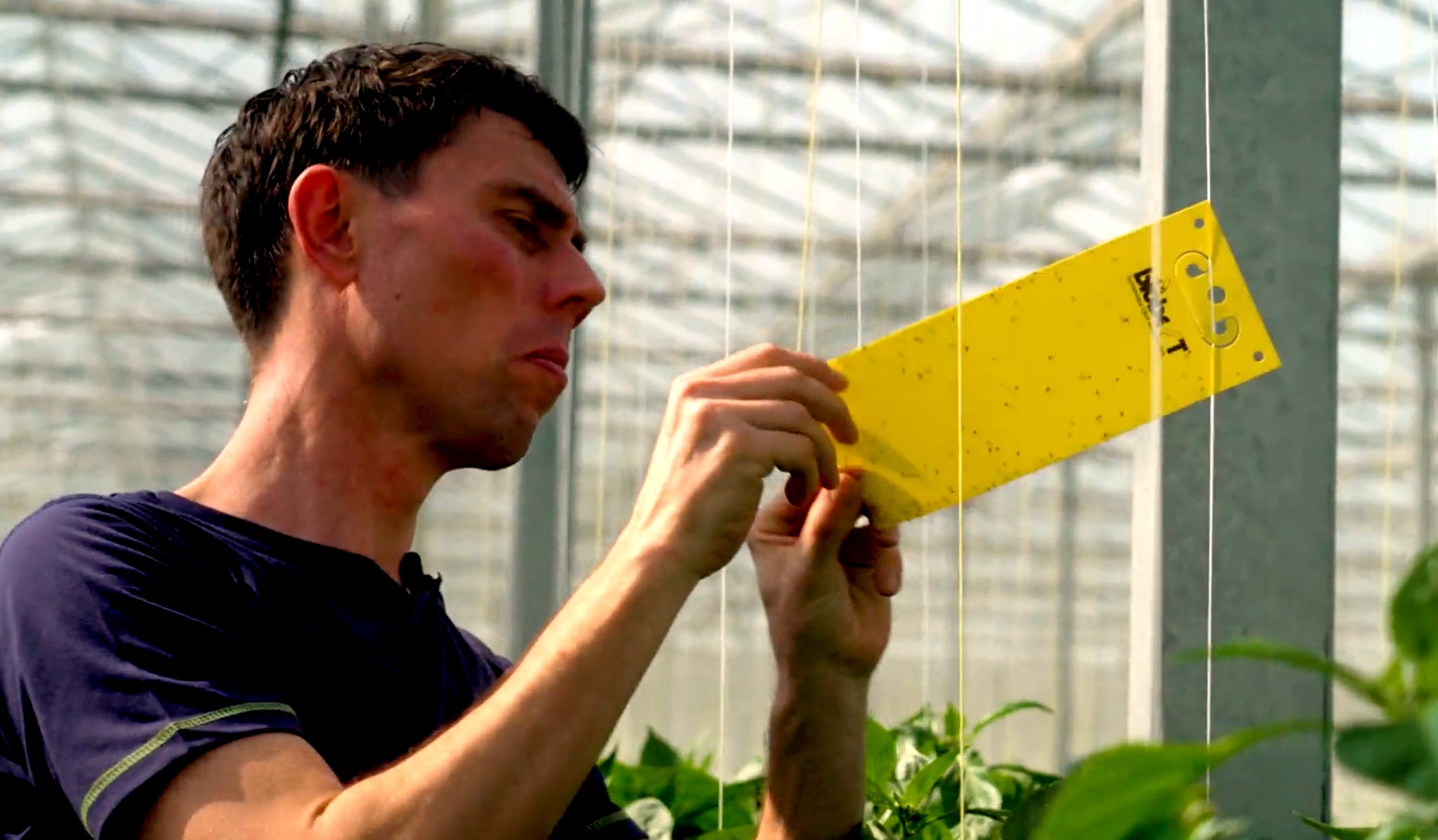 a man insepcts a yellow trap covered in dead insects