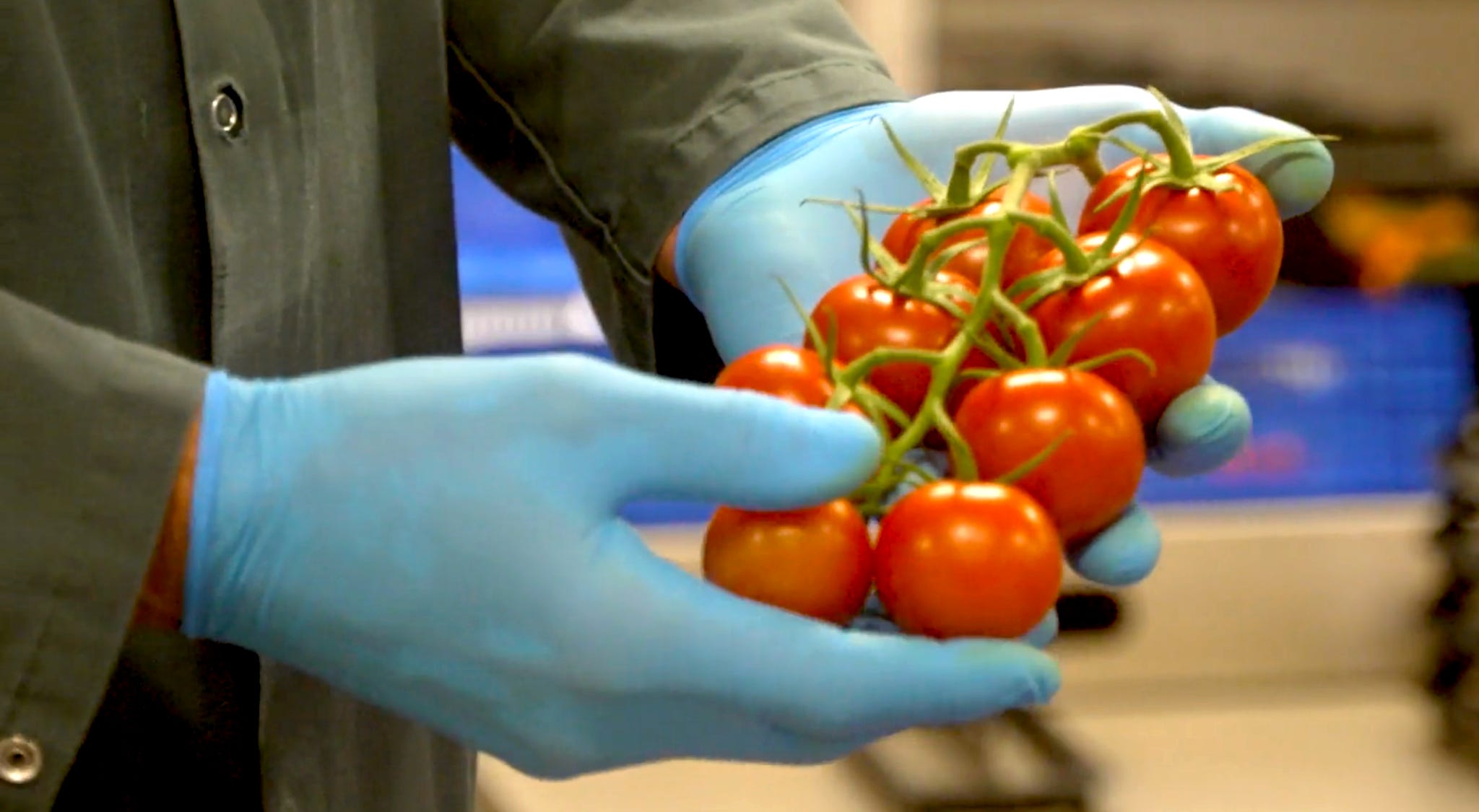 a person wearing blue gloves holding red ripe tomatoes