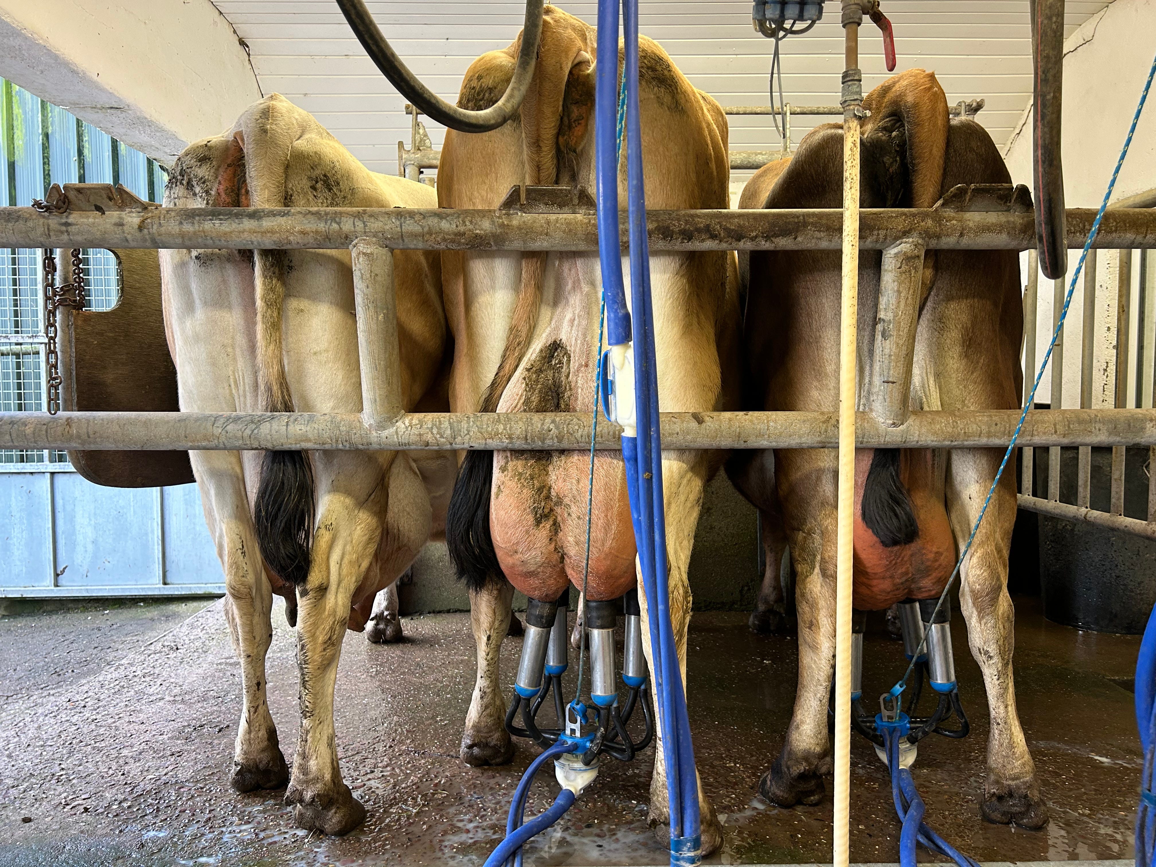 The behinds of three cows lined up for milking.