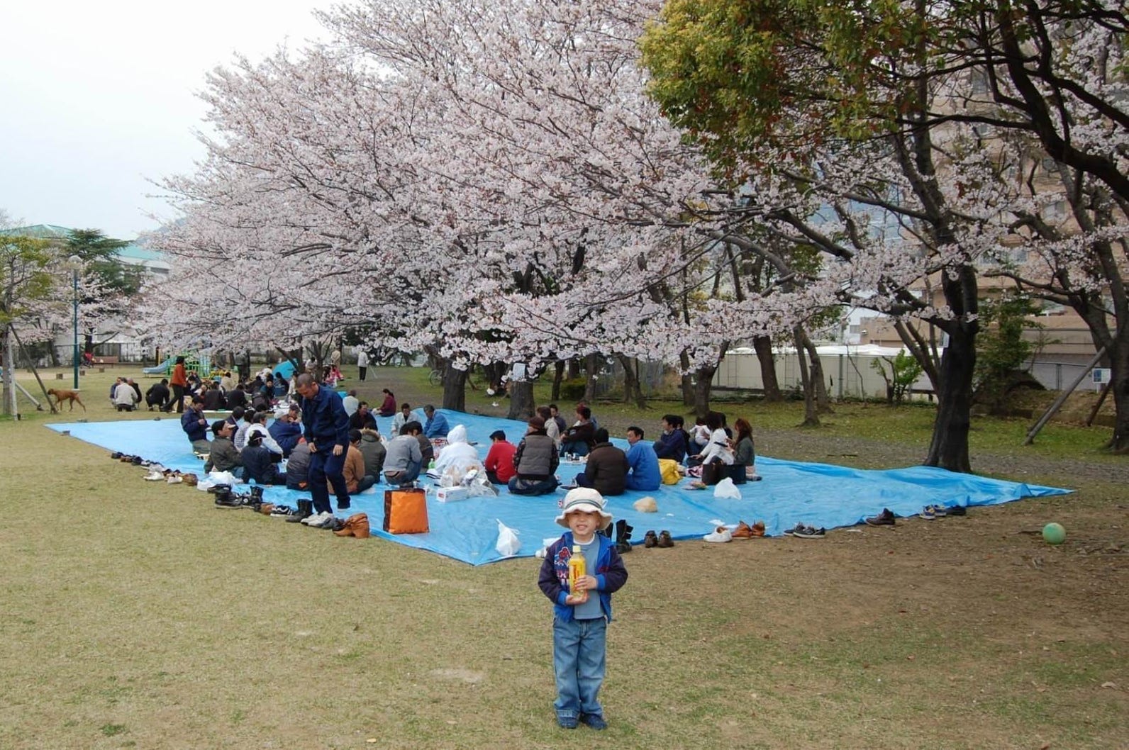 The author's son pose in front of a cherry tree during sakura.