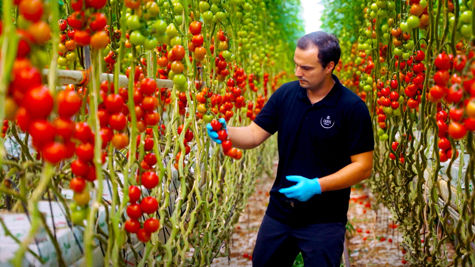 A farmer inspecting tomatoes