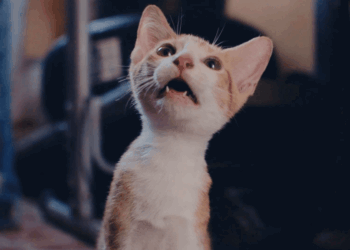 ‘CatVideoFest 2025’ Pounces On $1 Million; ‘Dead Of Winter’, ‘Eleanor The Great’ Top Indie Debuts — Specialty Box Office