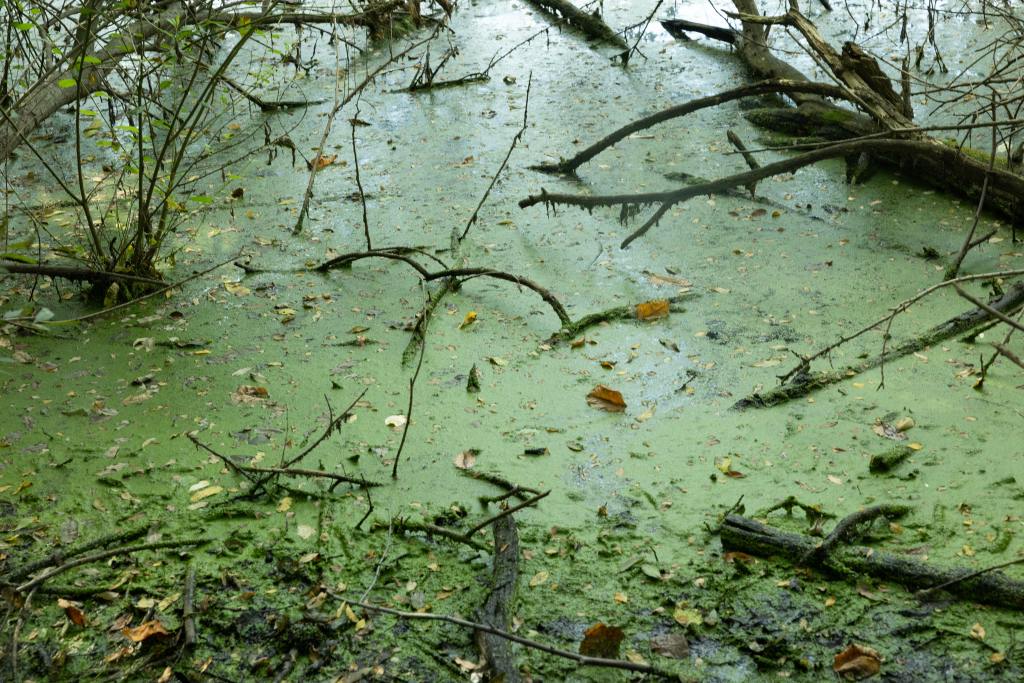 A view of the algae in Golden Pond.